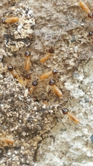 Nasutitermes