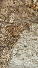 Nasutitermes
