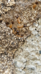 Nasutitermes