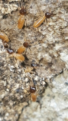 Nasutitermes