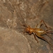 Cretan Glandular Cricket - Photo (c) Hellenic Institute of Speleological Research, some rights reserved (CC BY-NC), uploaded by Hellenic Institute of Speleological Research