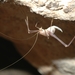 Cretan Cave-Cricket - Photo (c) Hellenic Institute of Speleological Research, some rights reserved (CC BY-NC), uploaded by Hellenic Institute of Speleological Research