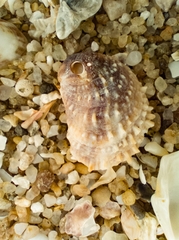 Bostrycapulus odites