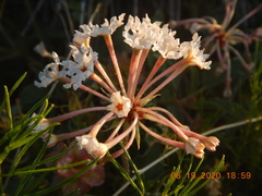 Tripterocalyx carneus