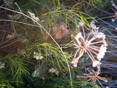 Tripterocalyx carneus