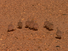 Pterocles coronatus