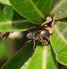 Paragus