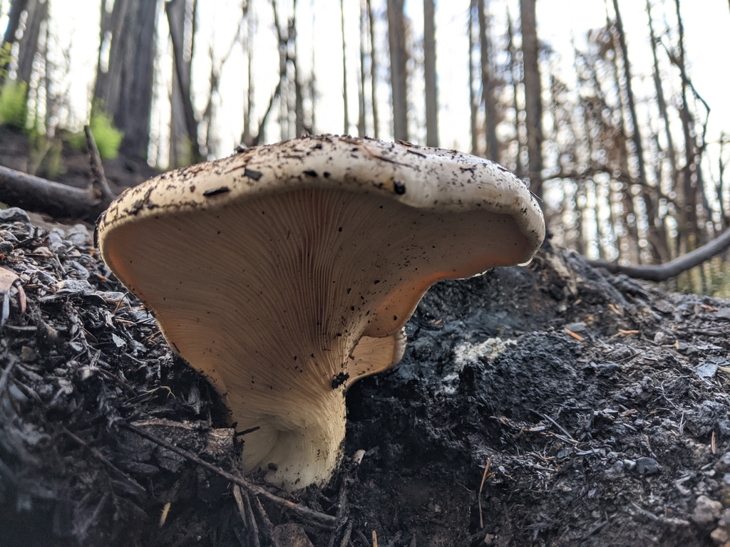Sarcomyxa sp. 'PNW01'