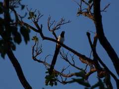 Dendrocitta leucogastra