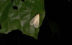 Pareuchaetes pseudoinsulata