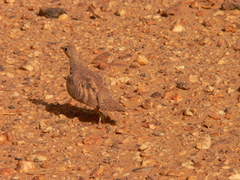 Pterocles coronatus