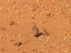Pterocles coronatus