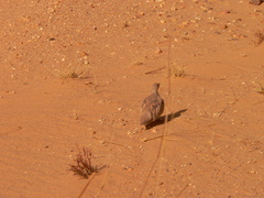 Pterocles coronatus