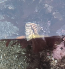 Calliostoma canaliculatum