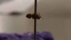Pheidole pilifera
