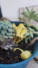 Leucocoprinus birnbaumii image