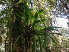 Epidendreae