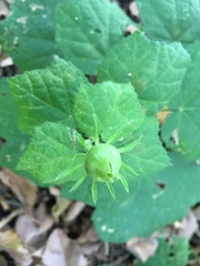 Malvaviscus arboreus drummondii