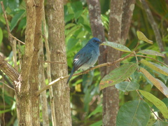 Eumyias albicaudatus