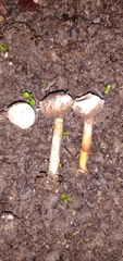 Tulostoma