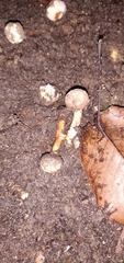 Tulostoma