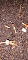 Tulostoma