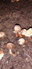 Tulostoma