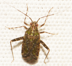 Phytocoris eximius