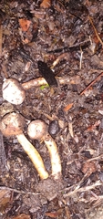 Tulostoma