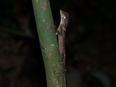 Monilesaurus ellioti