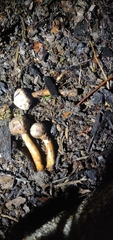 Tulostoma