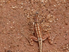 Sitana