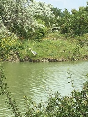 Ardea cinerea