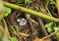 Phylloscopus examinandus