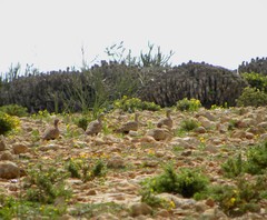 Pterocles orientalis