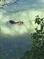 Myocastor coypus