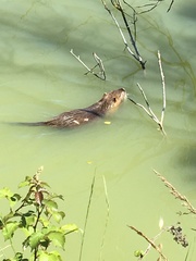 Myocastor coypus
