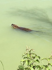 Myocastor coypus