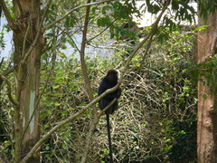 Semnopithecus johnii