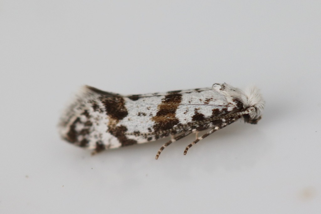 Hawthorn Moth
