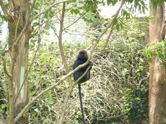 Semnopithecus johnii