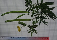 Senna corymbosa image