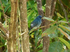 Eumyias albicaudatus