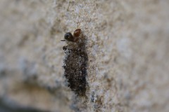 Dahlica triquetrella