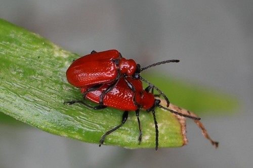 Lily Leaf Beetle, Wageningen, Nederland, photo 6 of 10