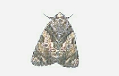 Chytonix