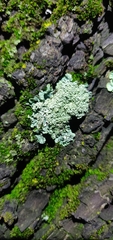 Fungi