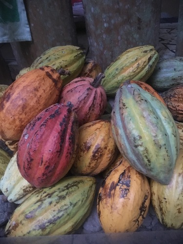 cacao tree