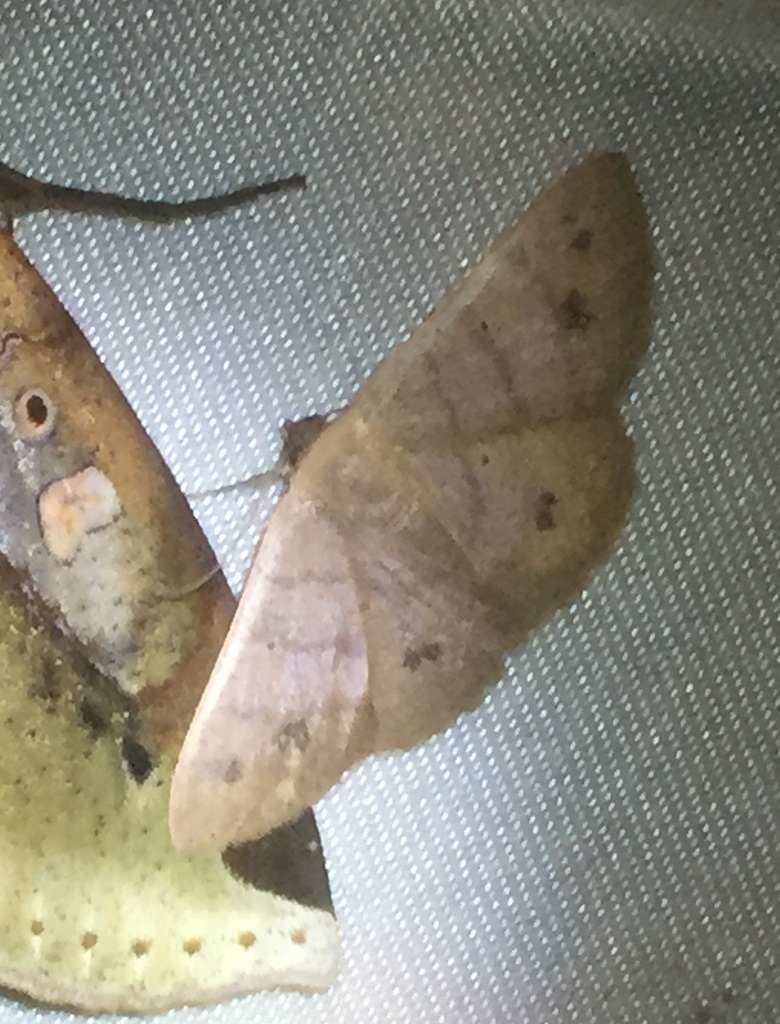 Casbia carnecostata (Casbia carnecostata)
