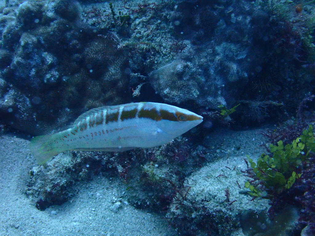 Pale-barred Coris